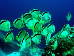 School of Barber fish gathered waiting for hammerheads to... by Charlie Foreman 